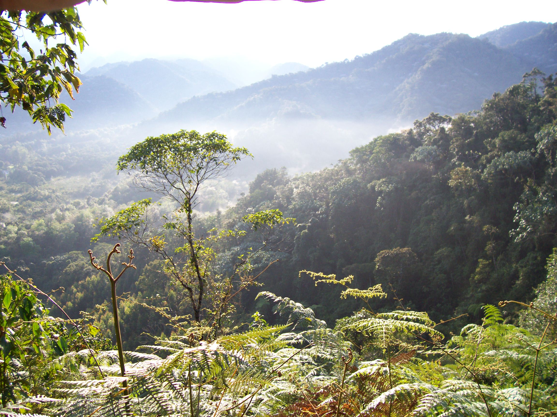 Fiji restoration project